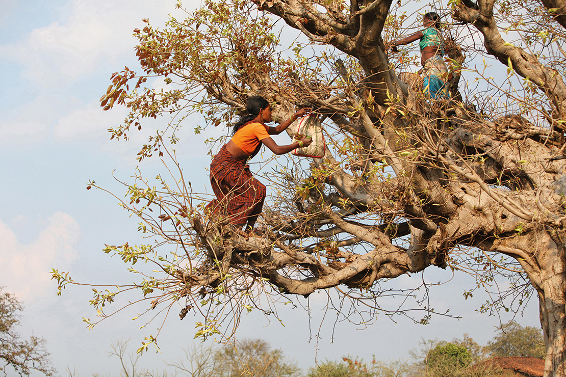 Baiga women collect leaves in the forest. Credit: ephotocorp.