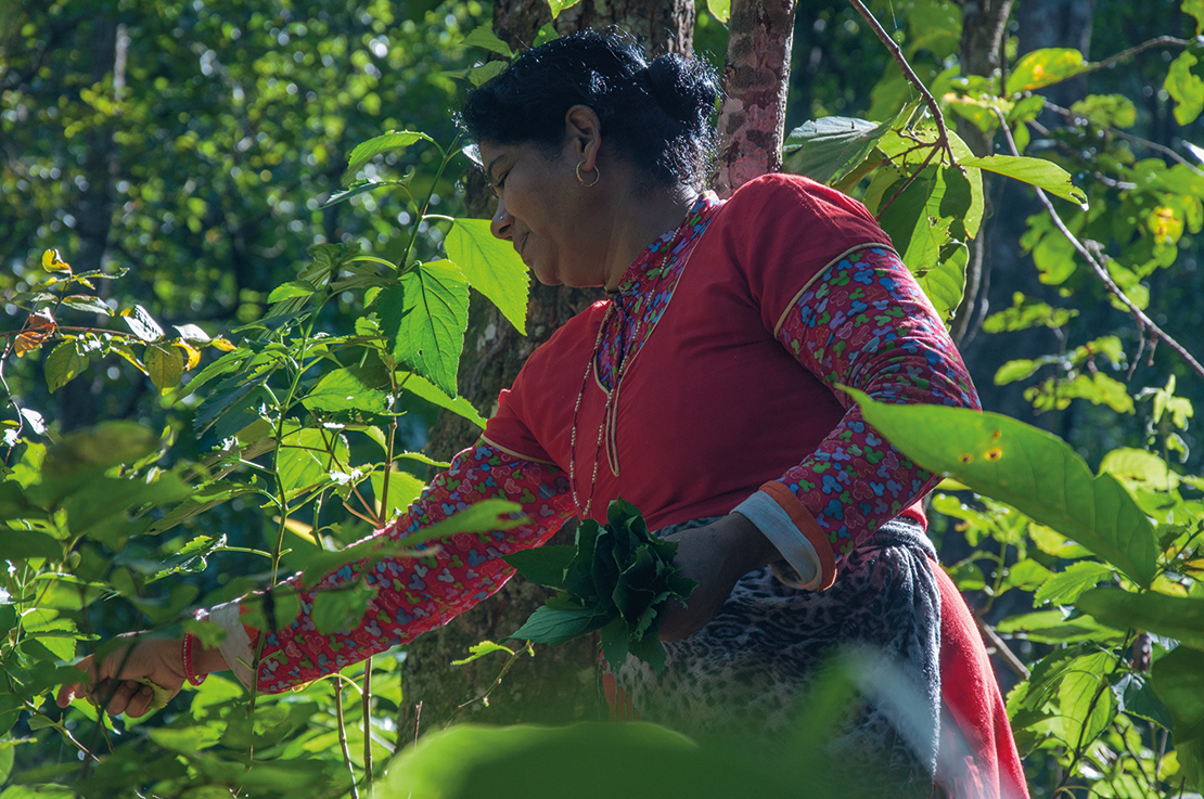 Gathering medicinal plants from a communitymanaged forest near Hetauda, Nepal. Credit: Claire Bracegirdle.