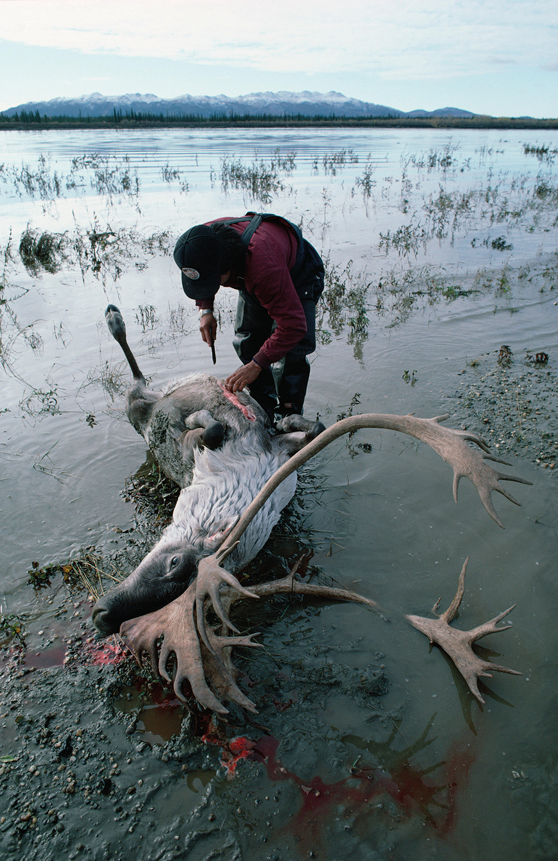 The Gwich’in have relied heavily on the strength and vitality of the Porcupine caribou herd for thousands of years for their food security. Credit: Minden Pictures.