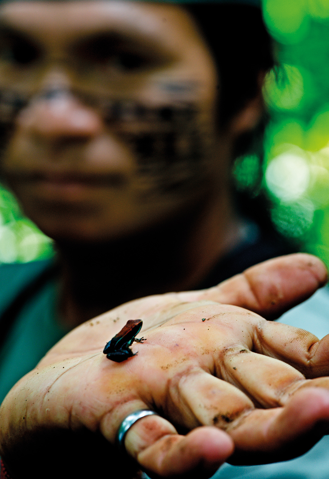 A man holds up a small species of frog, an example of the biodiversity of the Ecuadorian rainforest. Credit: James Morgan.