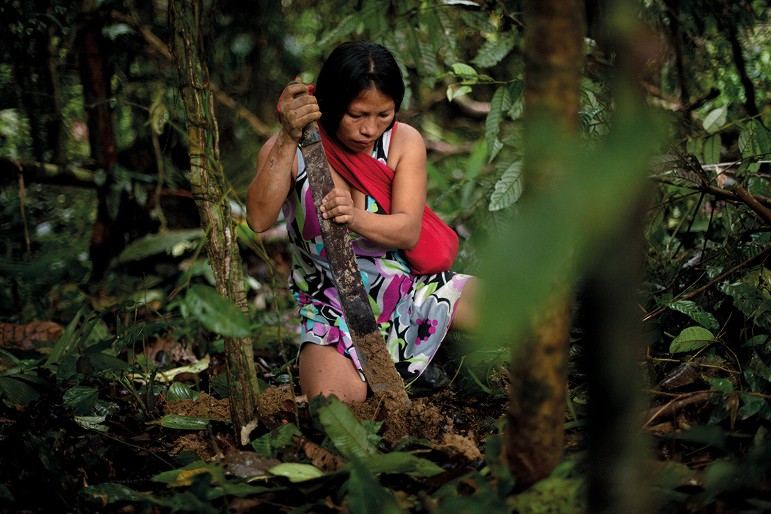 A Waorani woman digs the earth with a machete in order to plant plantain saplings in a patch of ground cleared in the Ecuadorian rainforest. Credit: Karla Gachet.