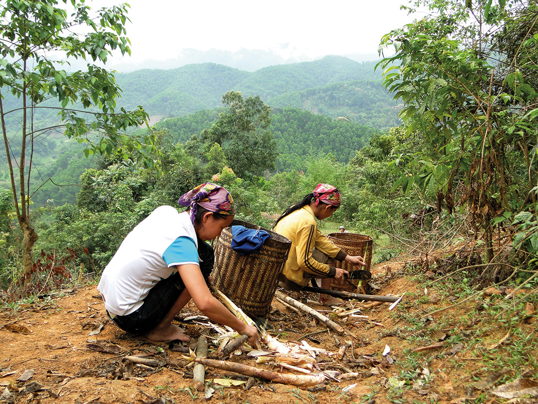 Working in the forest. Credit: Cong Duong Hoang.