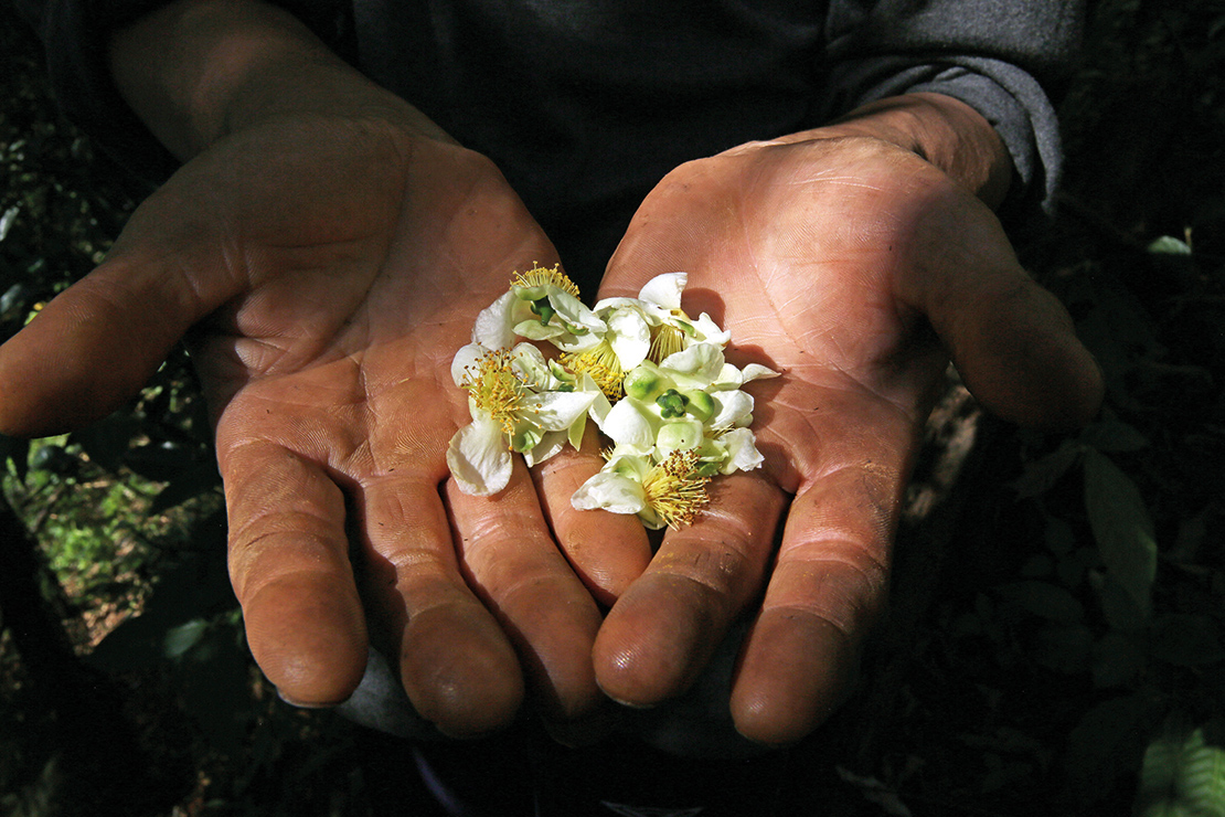 Assam tea tree flowers are extremely important for pollinators, and contribute to the unique taste of honey from Hin Lad Nai. Credit: Gleb Raygorodetsky, from his book The Archipelago of Hope: Wisdom and Resilience from the Edge of Climate Change.