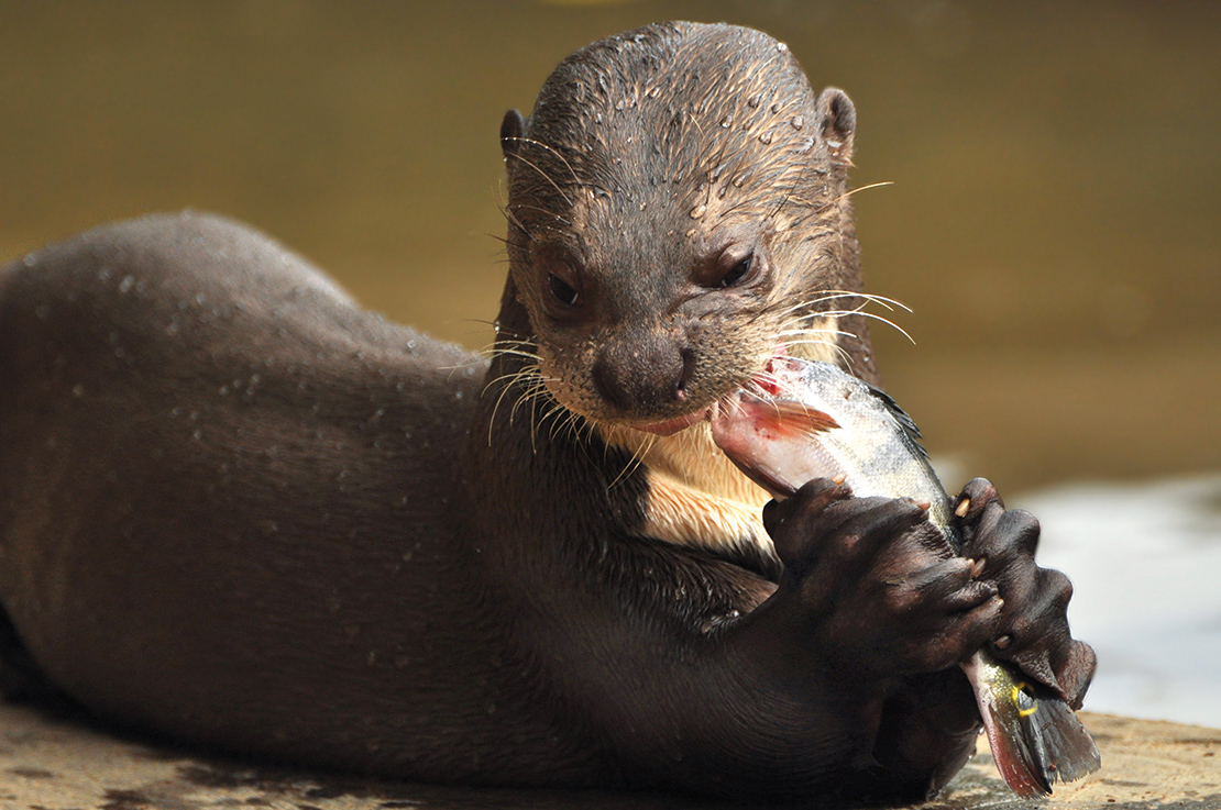 Polluted waterways also impact on local biodiversity, such as giant otter, which now only live in Guyana. Credit: Elizaveta Kirina.