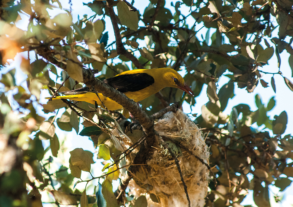 When the Chorka makes its nest longer than usual, it is a sign that the onset of winter will delay farmers in their planting systems. Credit: PJR Photography.