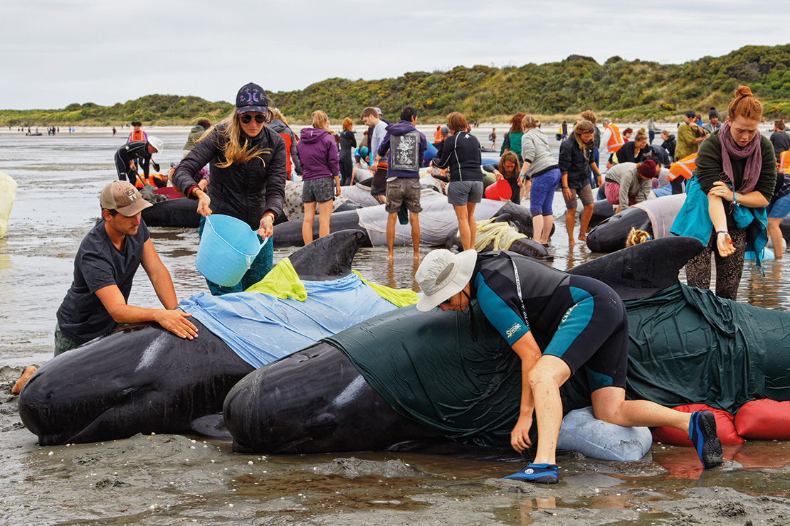 Caring for stranded pilot whales in Farewell Spit, New Zealand. Credit: Gary Webber.