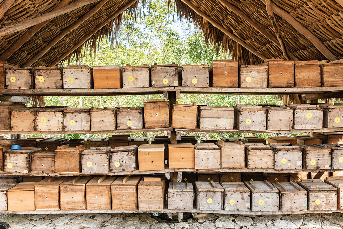 Beehives in a Mayan community in Mexico. Credit: Alessandro Banchelli.