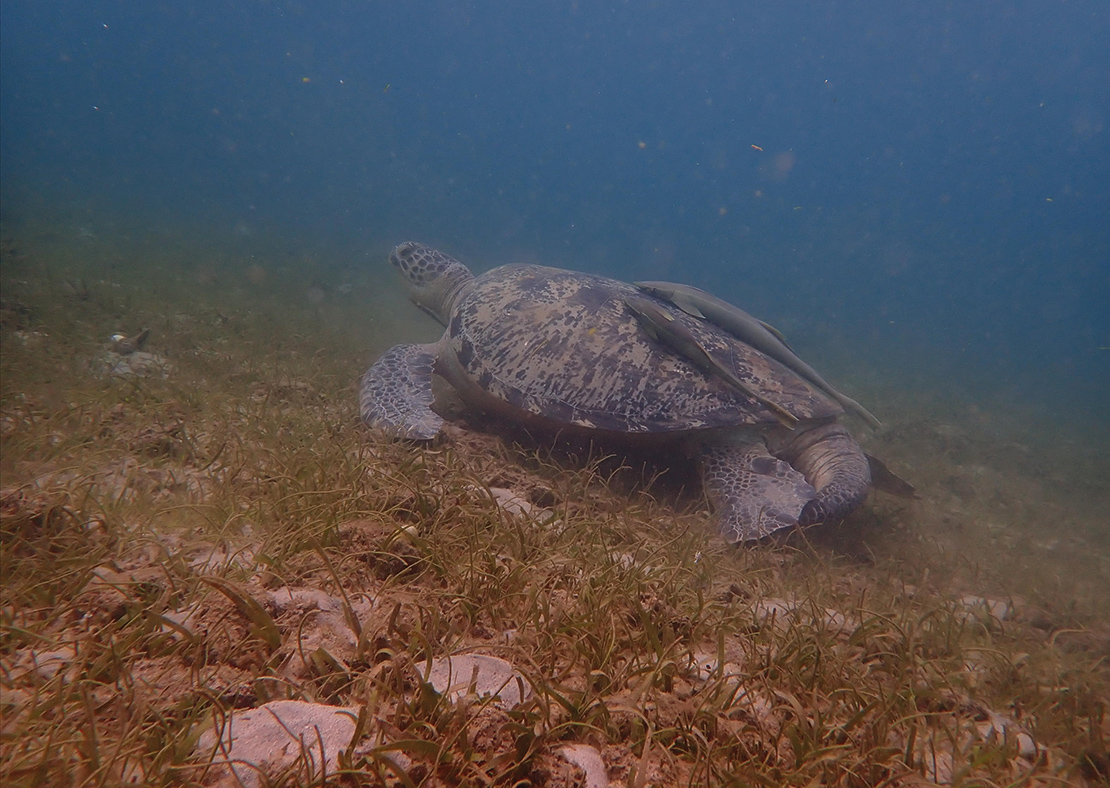 Two endangered species of sea turtle live in the waters around Sakatia Island, Madagascar. Credit: Jax137.