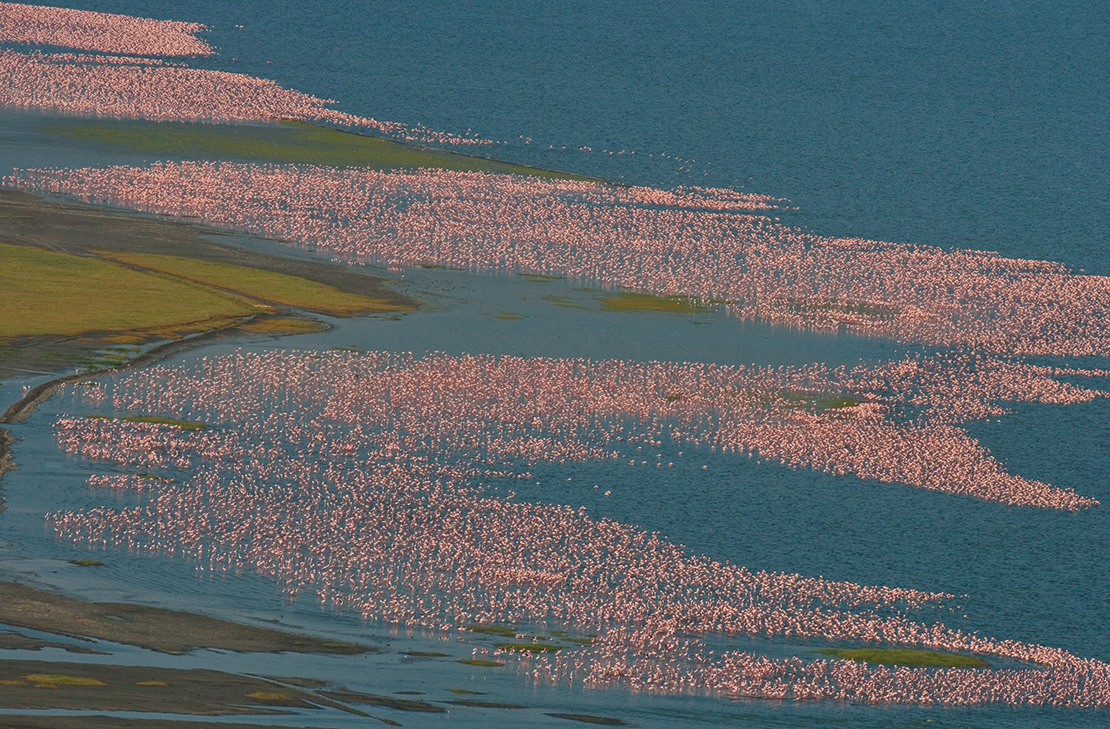 Flamingoes on Lake Bogoria. Credit: Gudkov Andrey.