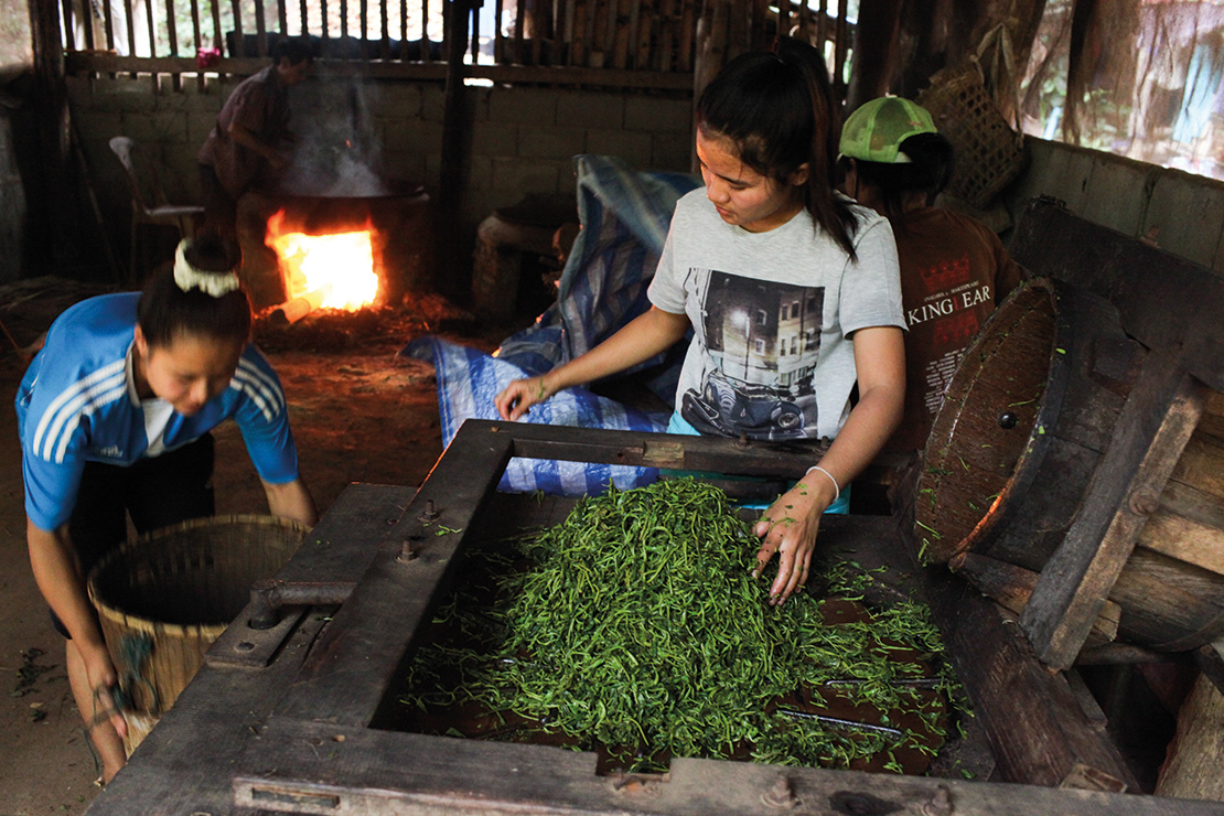 Young Karen women dry tea leaves. Credit: Visarut Sankham.