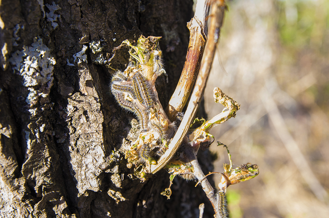 Silk moth caterpillars cause significant damage to conifers. Credit: Pavel Komogorov.